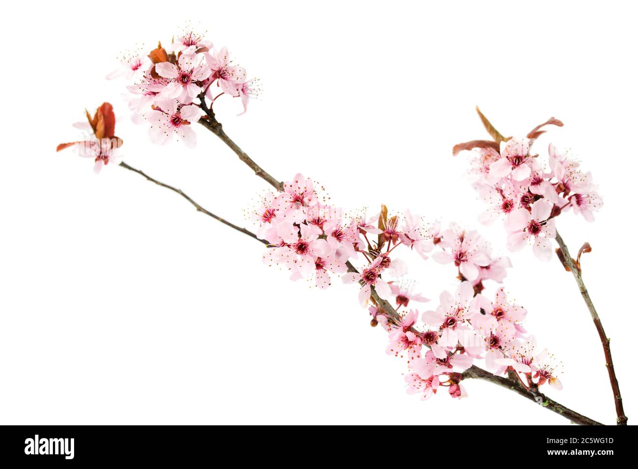 Branch of blooming pink cherry tree, sakura flowers isolated on white background Stock Photo