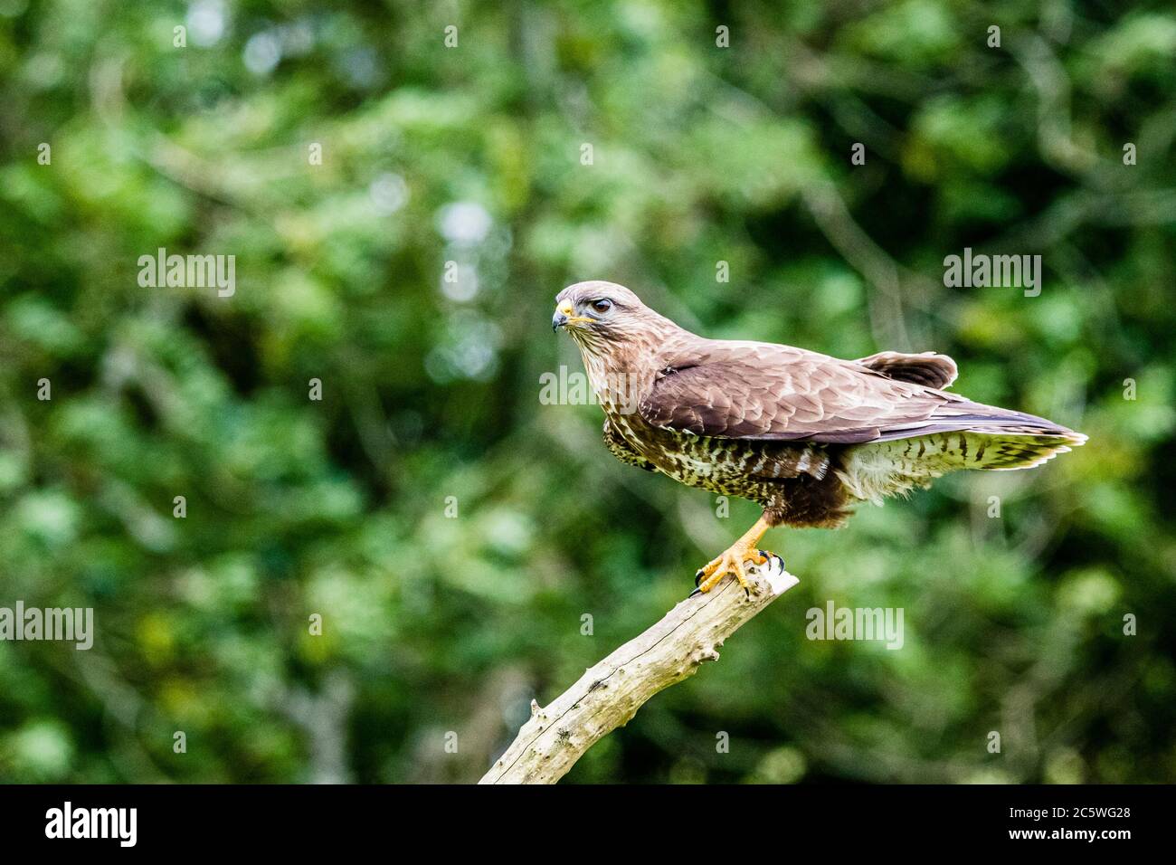 Common buzzard in mid Wales Stock Photo