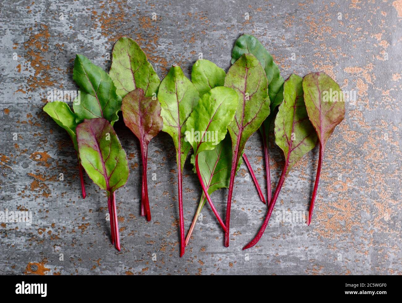 Beta vulgaris 'Boltardy'. Fresh, young beetroot leaves. UK Stock Photo