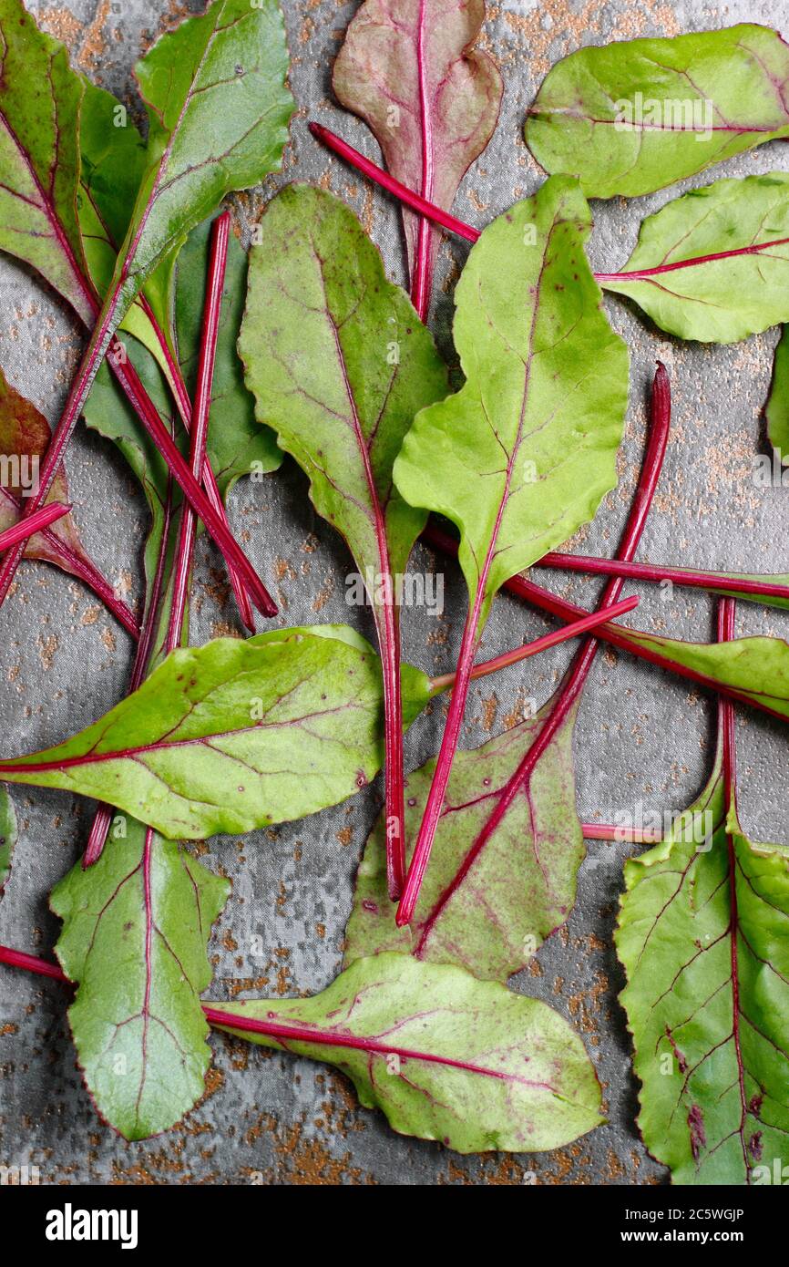 Beta vulgaris 'Boltardy'. Fresh, young beetroot leaves. UK Stock Photo