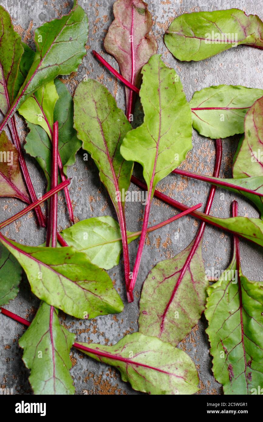Beta vulgaris 'Boltardy'. Fresh, young beetroot leaves. UK Stock Photo