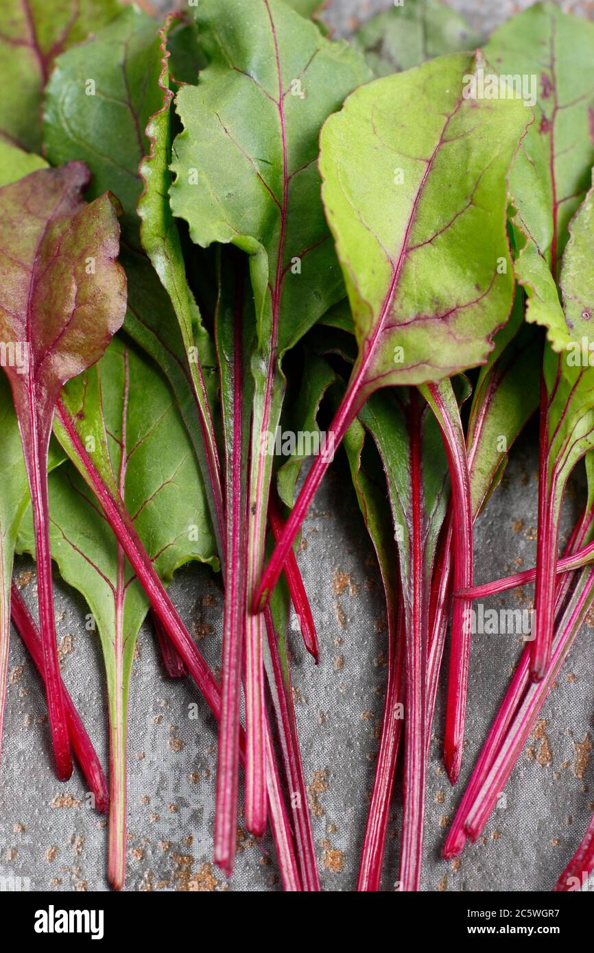 Beta vulgaris 'Boltardy'. Fresh, young beetroot leaves. UK Stock Photo