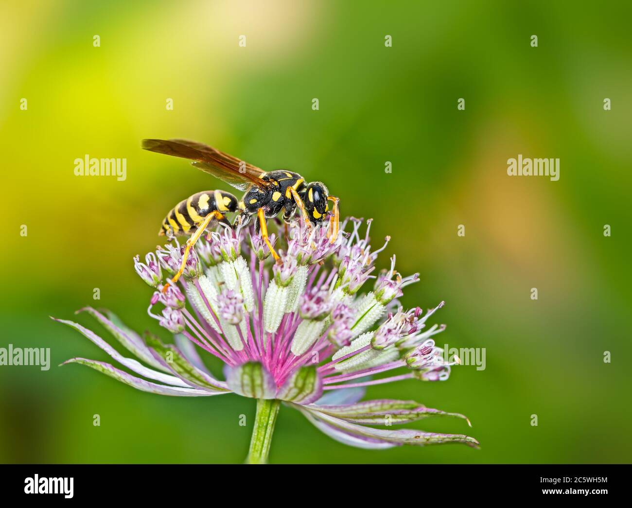 European paper wasp (Polistes dominula) on an astranatia flower blossom Stock Photo