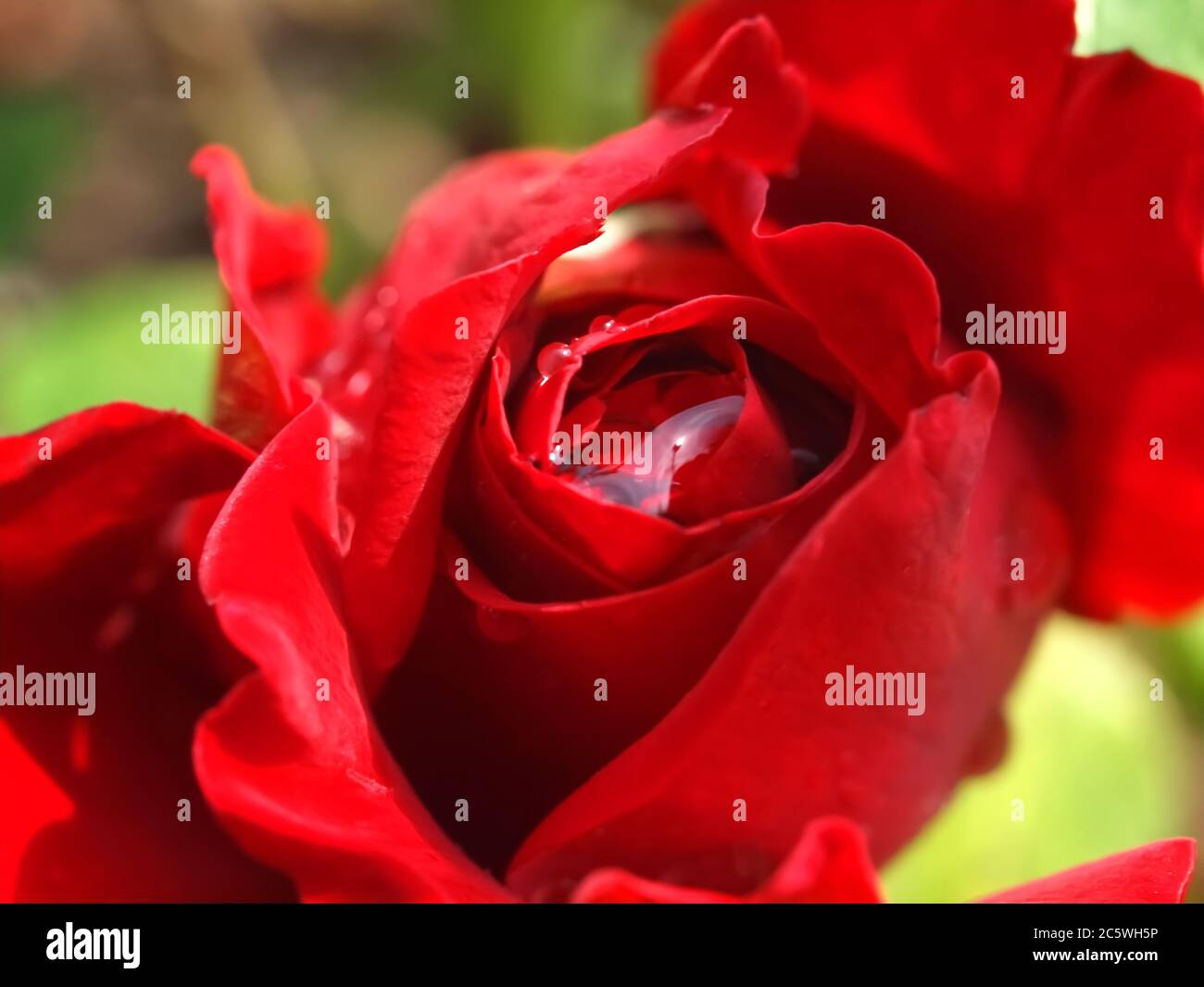 Macro of a isolated red rose with water drops Stock Photo - Alamy