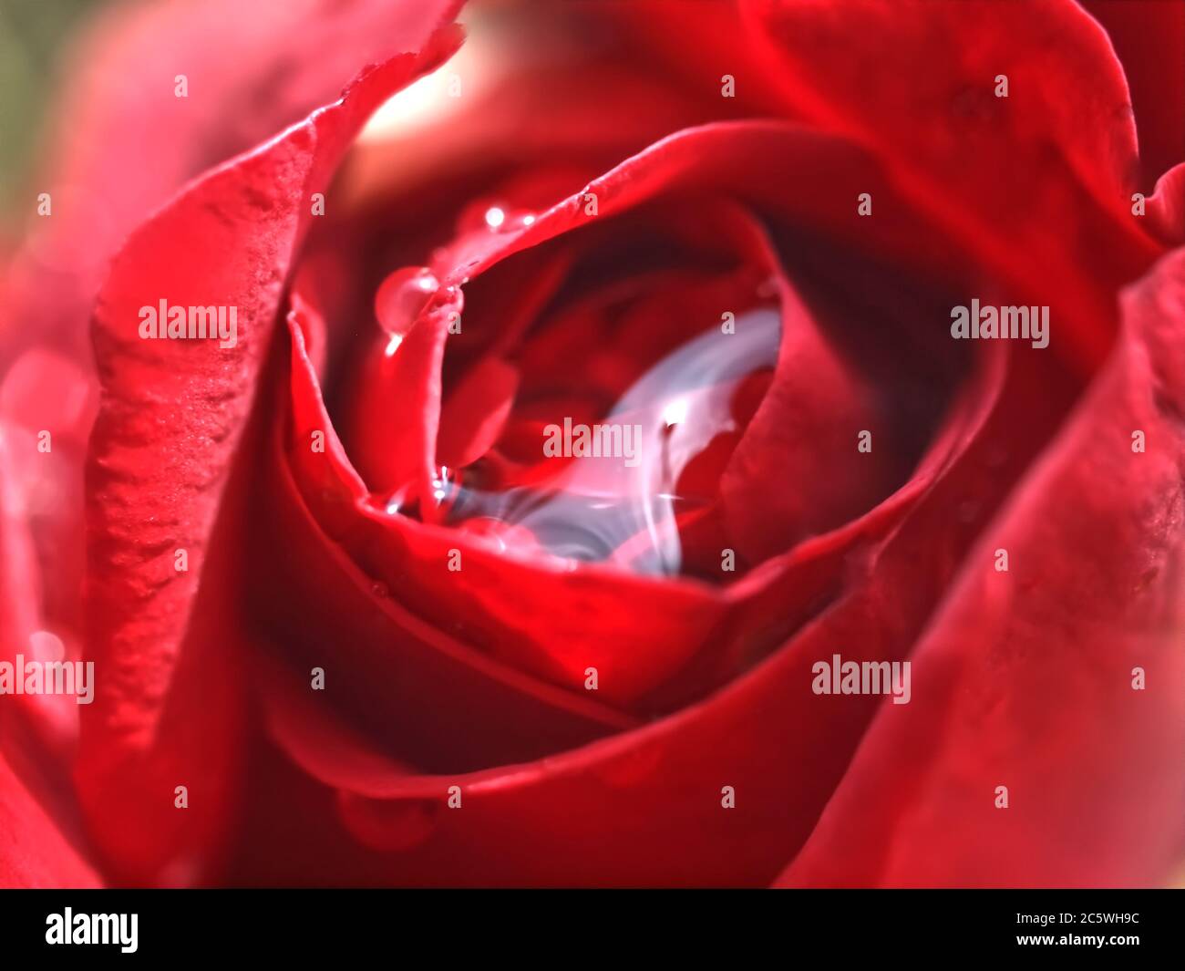 Macro of a isolated red rose with water drops Stock Photo - Alamy
