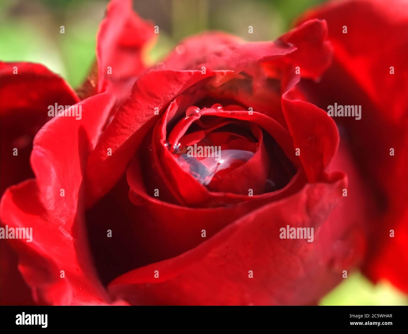 Macro of a isolated red rose with water drops Stock Photo - Alamy