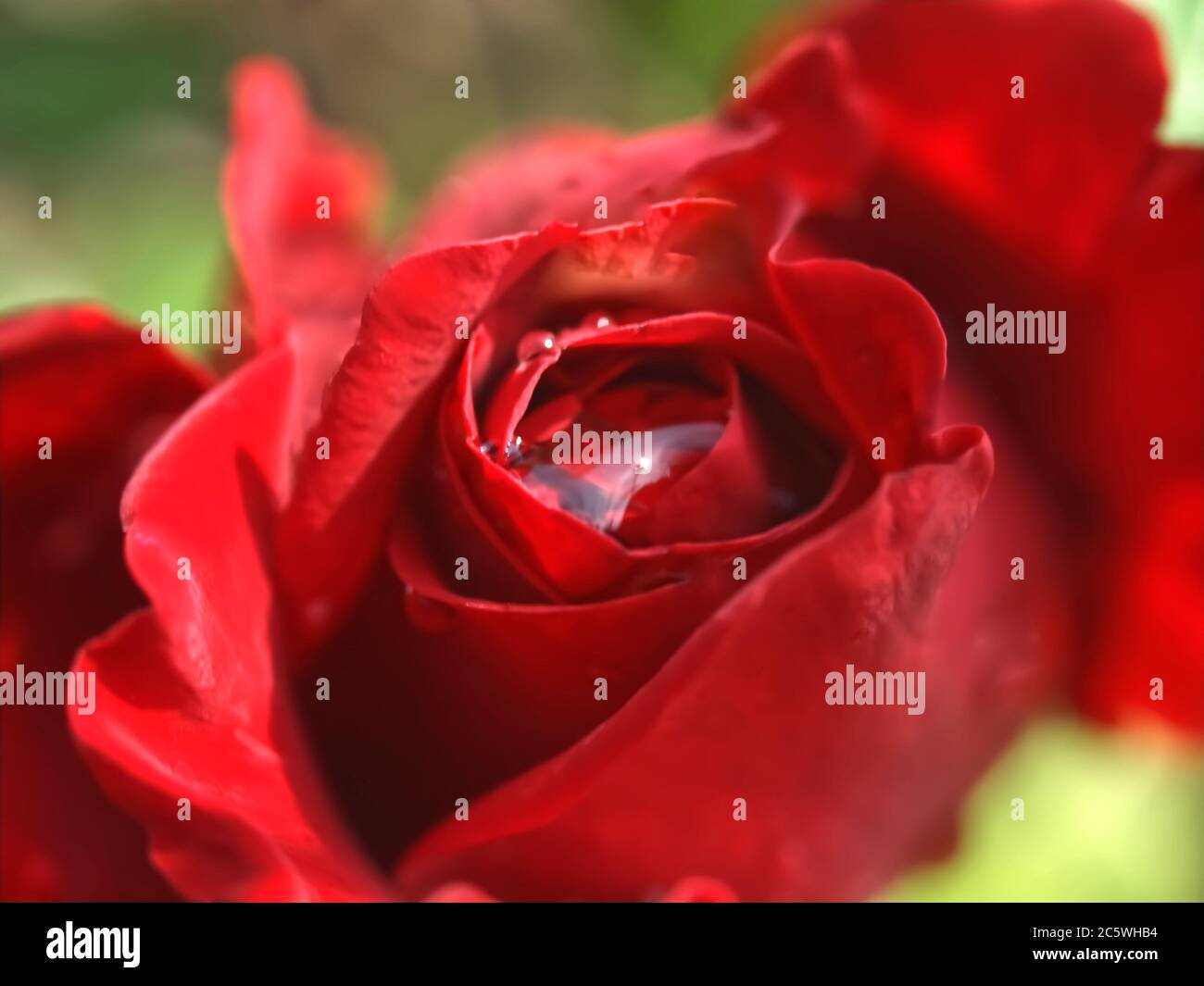 Macro of a isolated red rose with water drops Stock Photo - Alamy