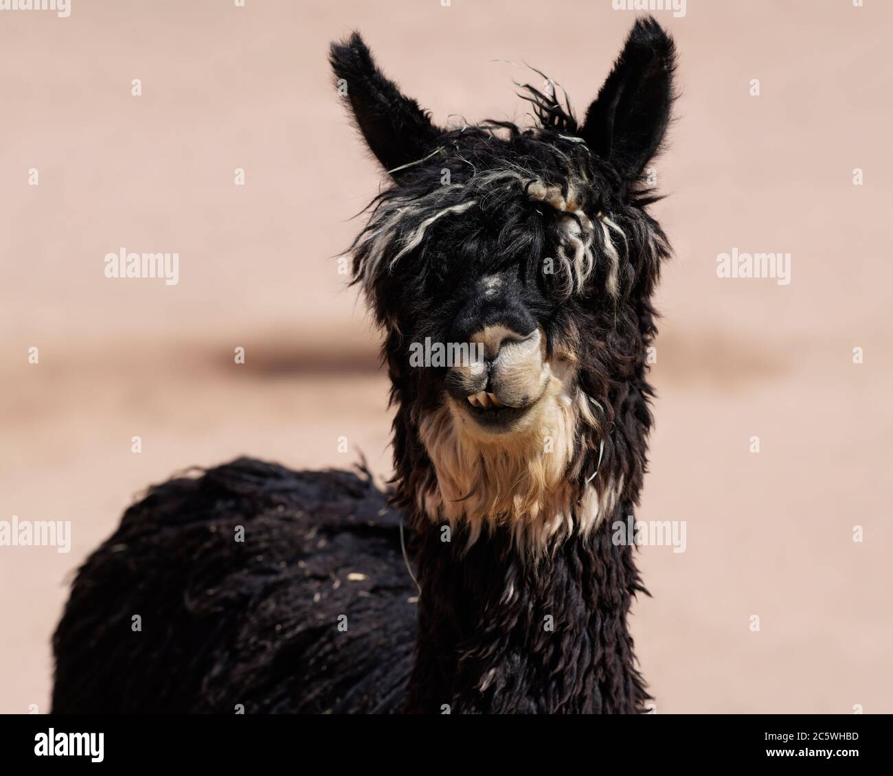 Close up of a multi colored and shaggy Suri Alpaca looking at the camera. Stock Photo