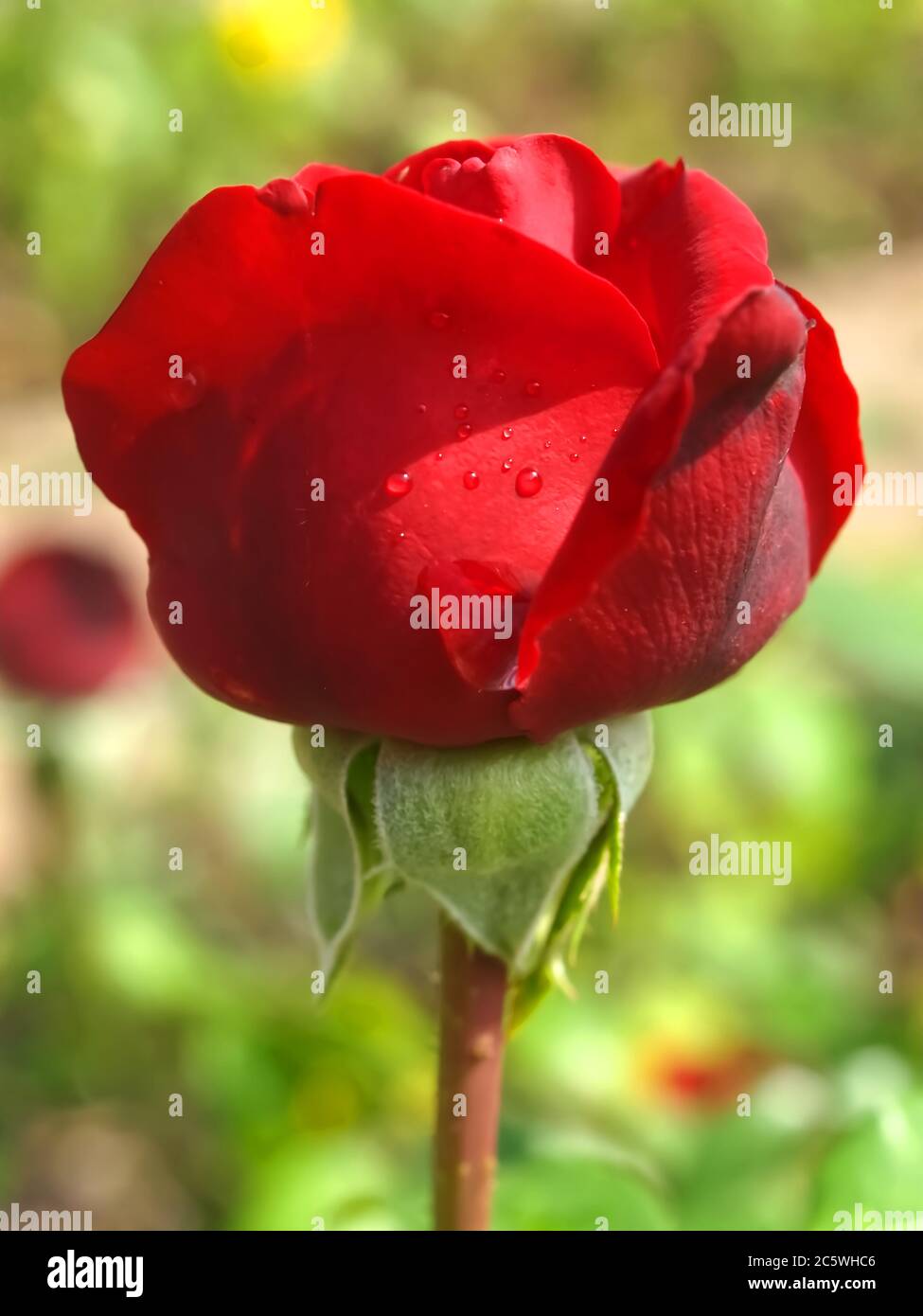 Macro of a isolated red rose with water drops Stock Photo - Alamy