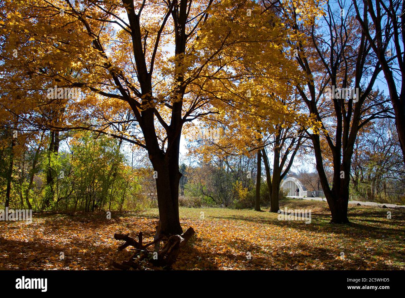 Autumn leaf color with a fallen tree trunk in the public park, Ontario ...