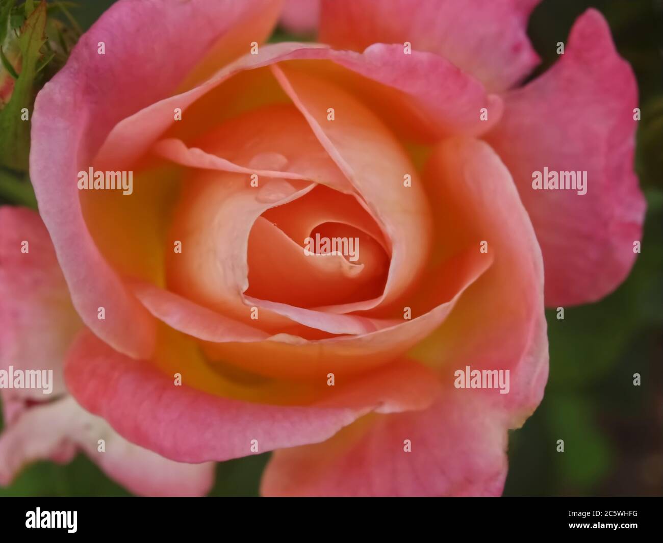 Macro of a isolated pink rose with water drops Stock Photo - Alamy