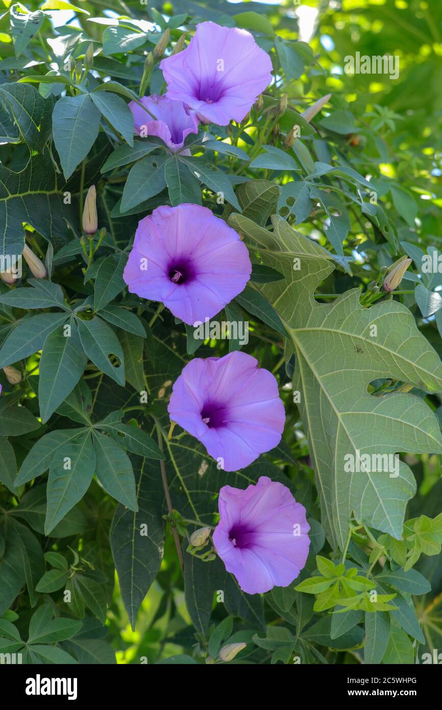Ipomoea cairica, Railway Creeper. An outstanding colorful of fully blooming flowers, Pinkish purple textures. Soaring over the light green leaves with Stock Photo