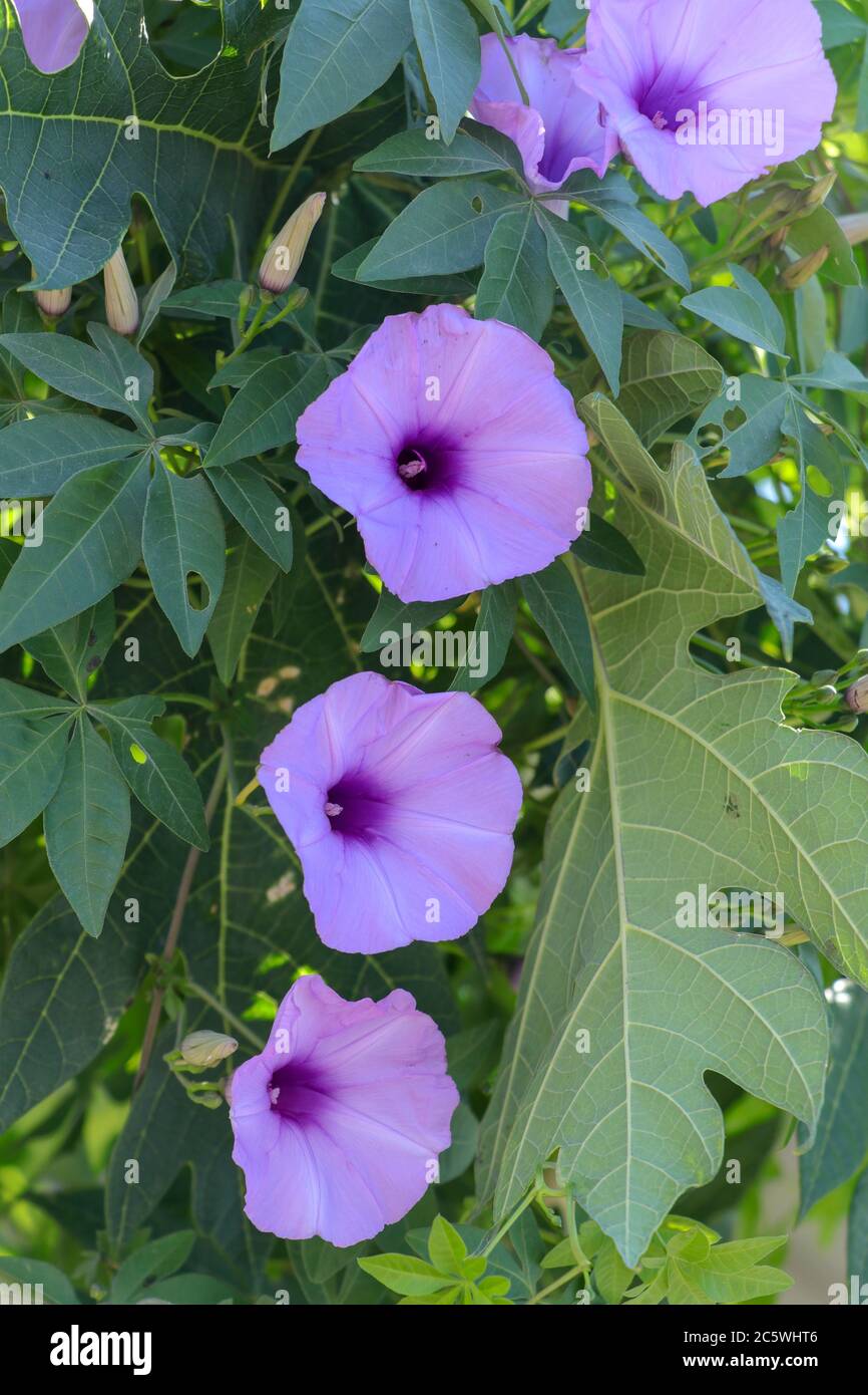 Ipomoea cairica, Railway Creeper. An outstanding colorful of fully blooming flowers, Pinkish purple textures. Soaring over the light green leaves with Stock Photo