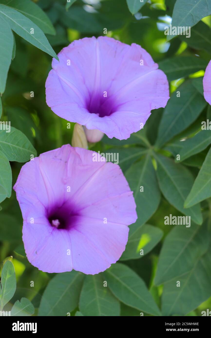 Brightly lavender flower Ipomoea cairica close-up. Pink flower on a background of green leaves Stock Photo