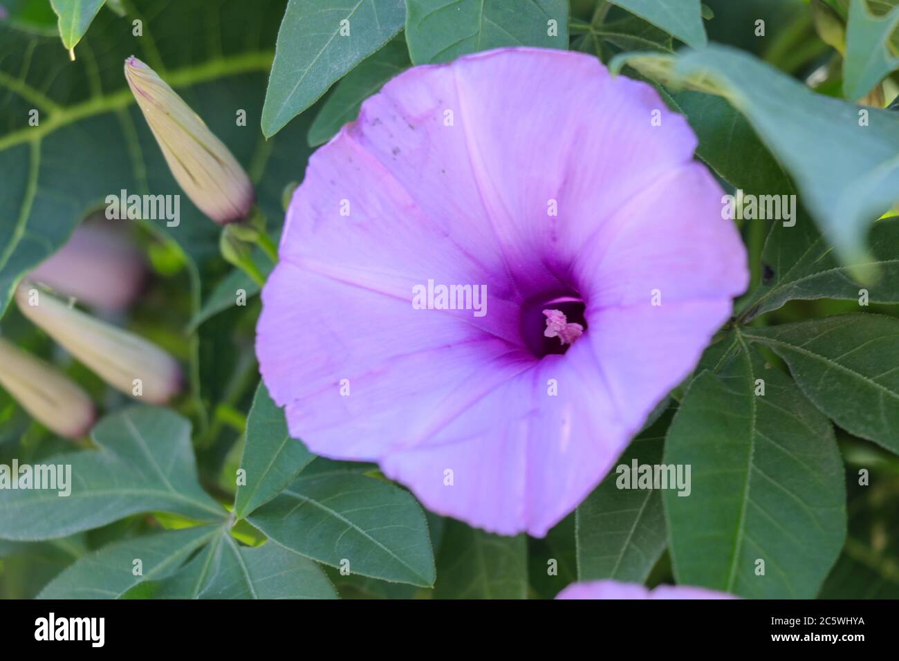 Brightly lavender flower Ipomoea cairica close-up. Pink flower on a background of green leaves Stock Photo