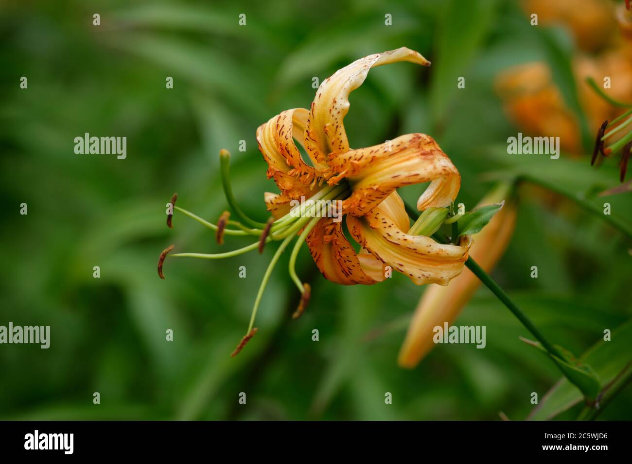 Lilium henryi sometimes called Tiger Lily or Henry's lily. Stock Photo