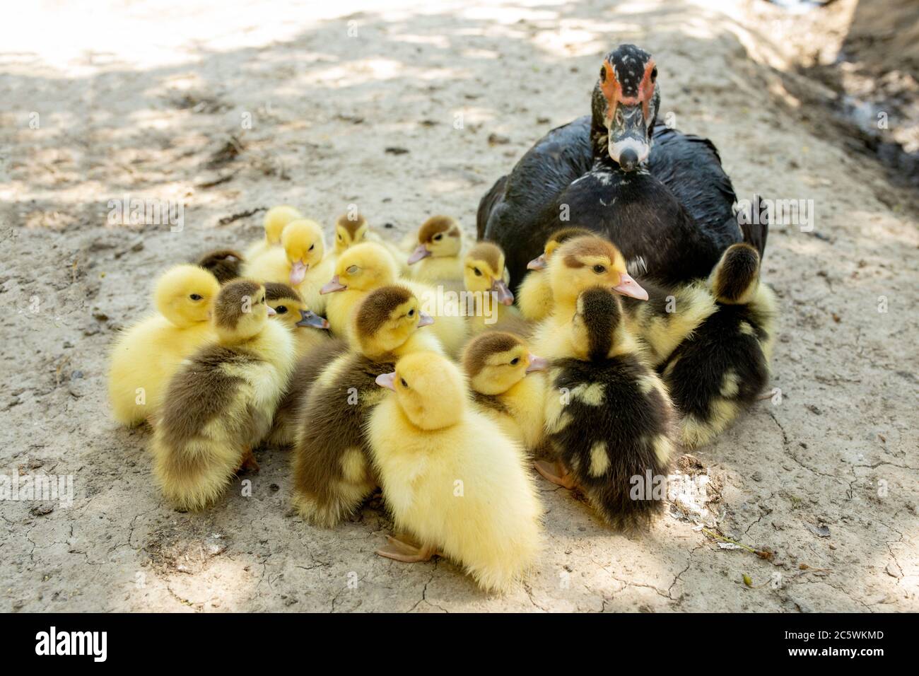 Mother Duck With Her Ducklings There Are Many Ducklings Following The Mother Stock Photo Alamy Mother Duck With Her Ducklings There Are Many Ducklings Following The Mother Stock Photo Alamy