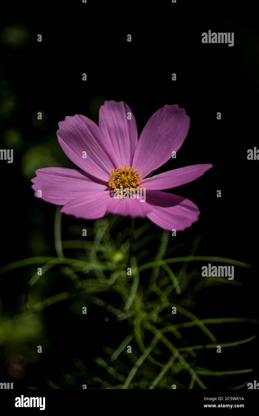 Black cosmos flower hi-res stock photography and images - Alamy