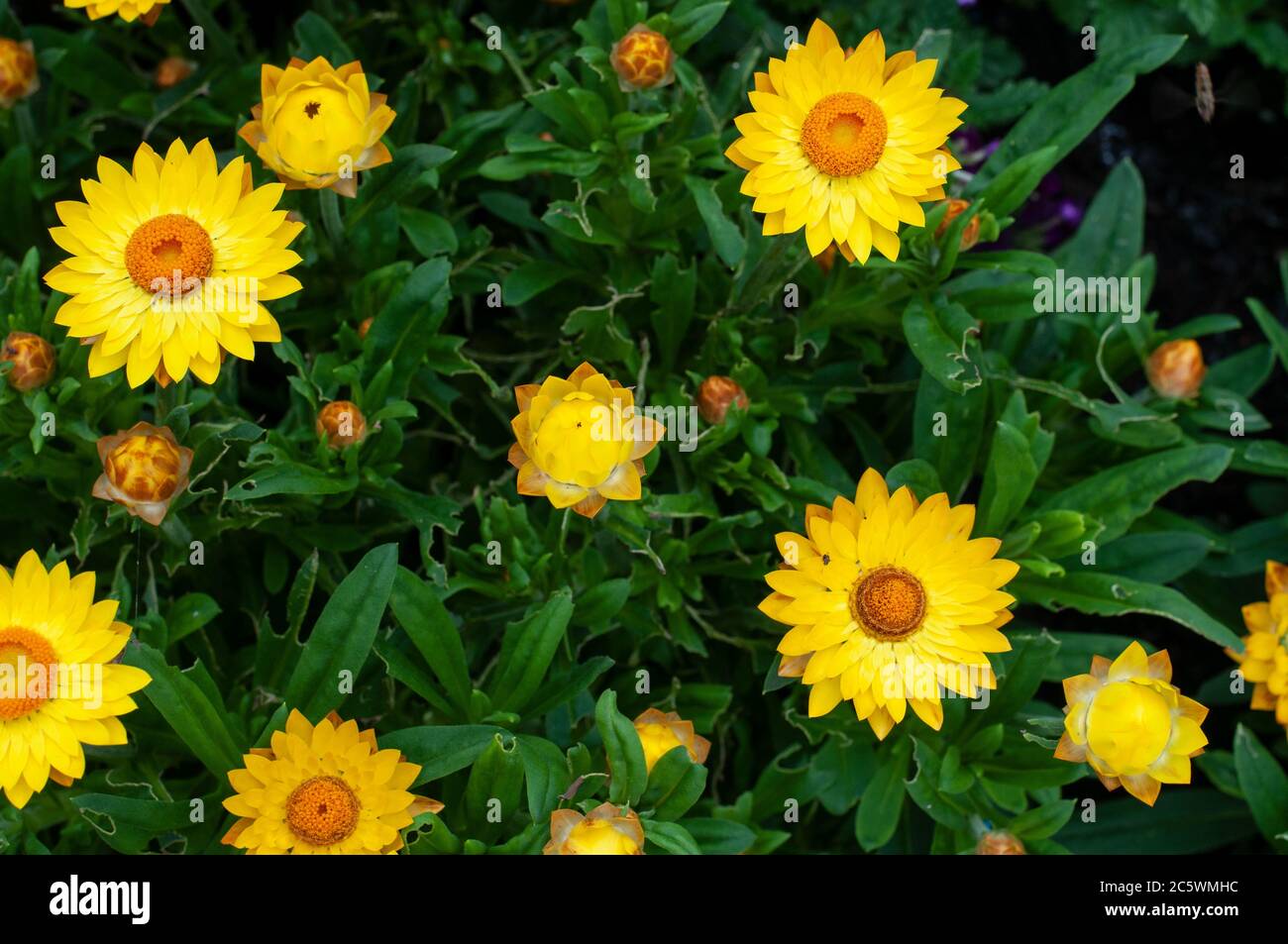 Compound inflorescence hi-res stock photography and images - Alamy