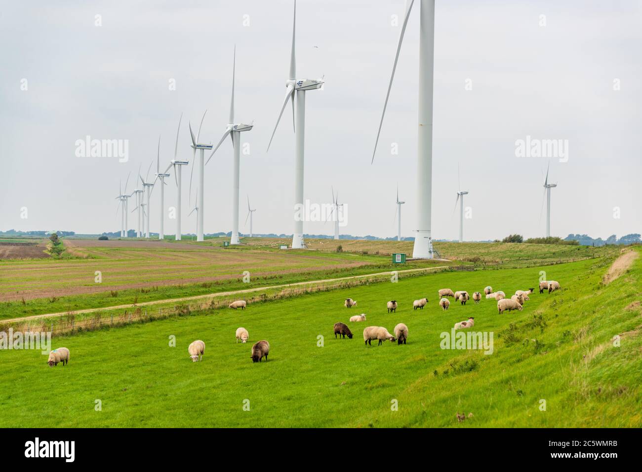 Windkraftanlagen an einem Deich an der Norseeküste mit weidenden Schafen Stock Photo