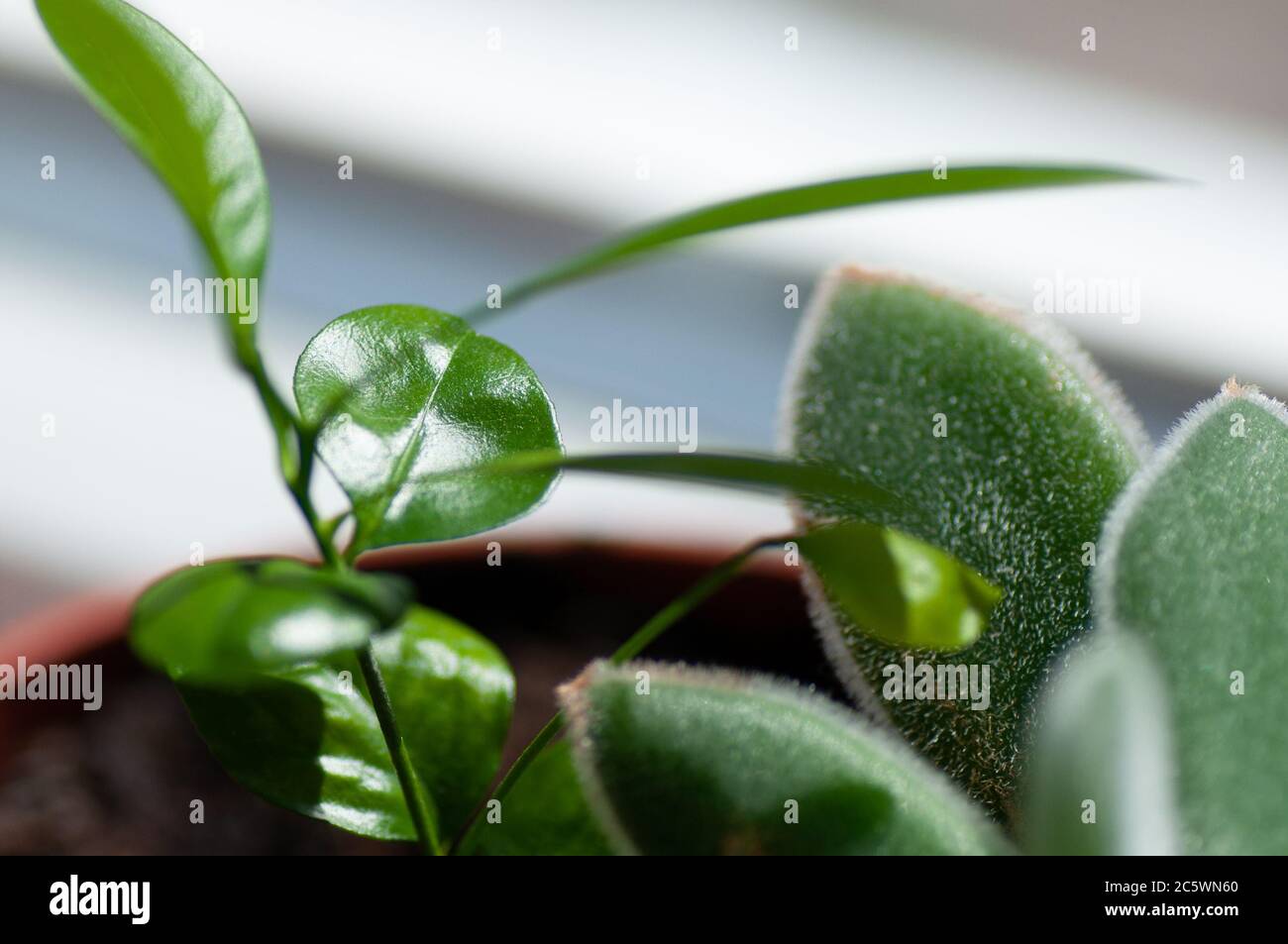 Young Citrus Sprout Grow Your Own Plant Lemon Tangerine Plant In Pot Indoor Plant Stock Photo Alamy
