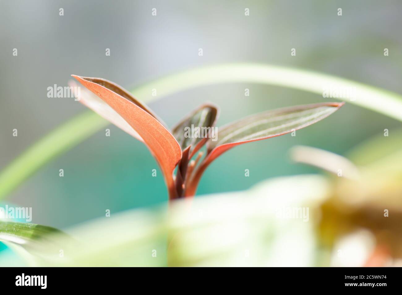 Ludisia discolor black jewel orchid , view from the top. Stock Photo