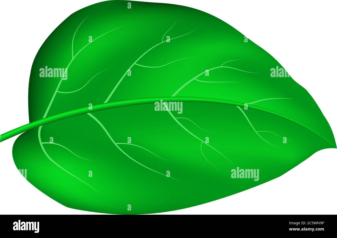 Get Realistic Peepal Leaf Drawing Gif