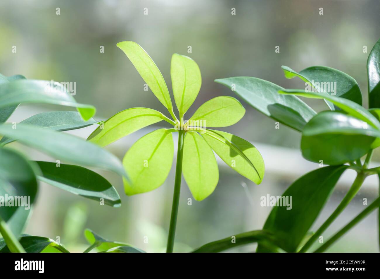 Green, smooth and shinyl eaves of schefflera. Botanical macrophotography for illustration of schefflera. Stock Photo