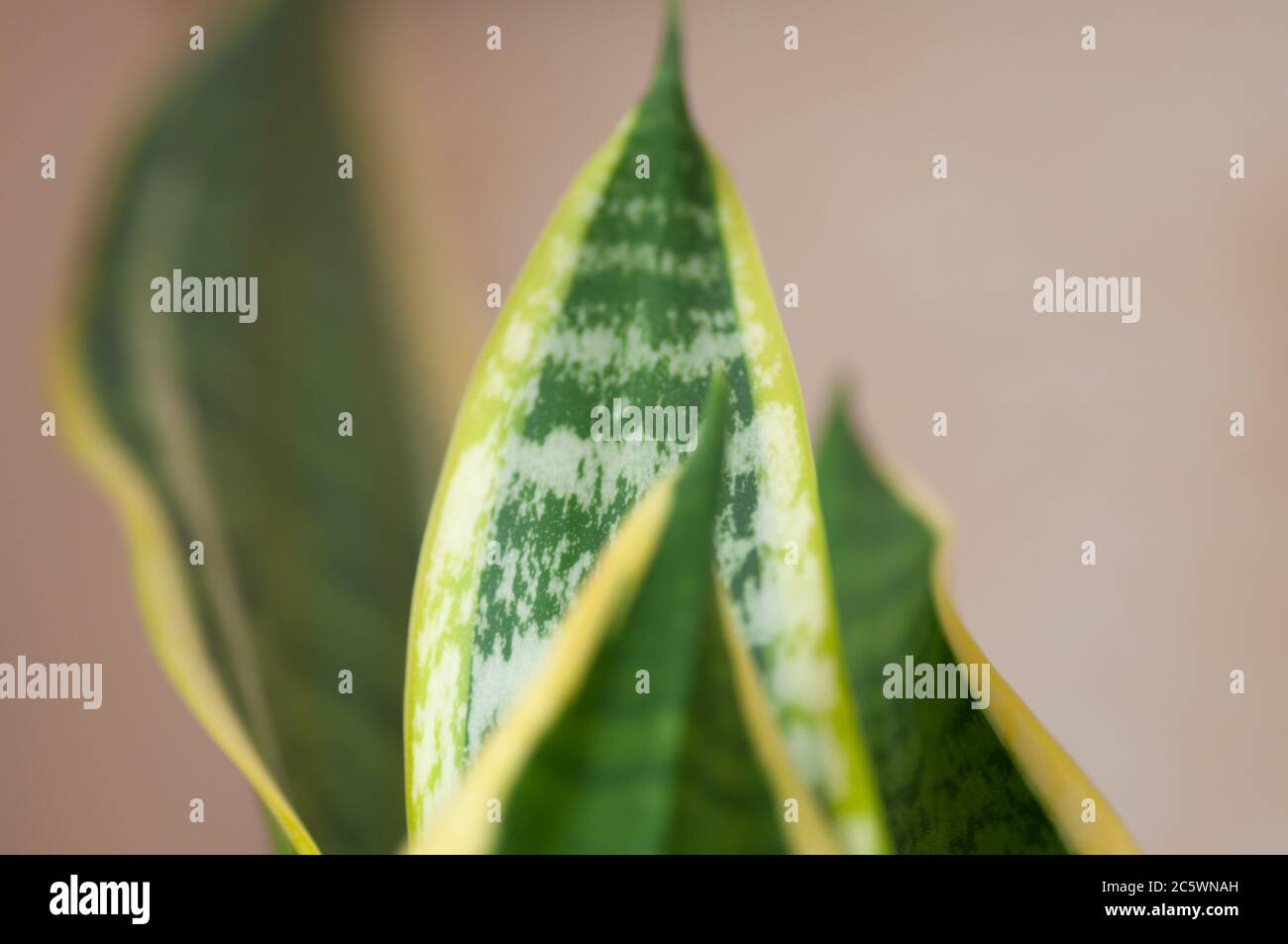 Close-up on the beautifully patterned leaves of a snake plant sansevieria trifasciata var. Laurentii . Botanical macrophotography for illustration of Stock Photo