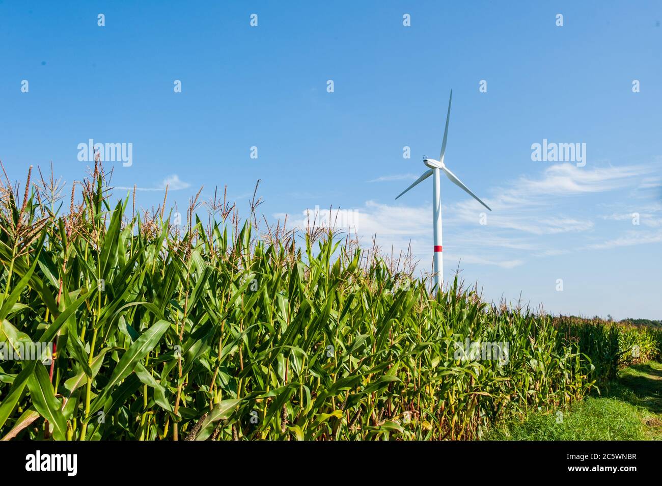 Windkraftanlagen auf einem Feld in Schleswig-Holstein Stock Photo