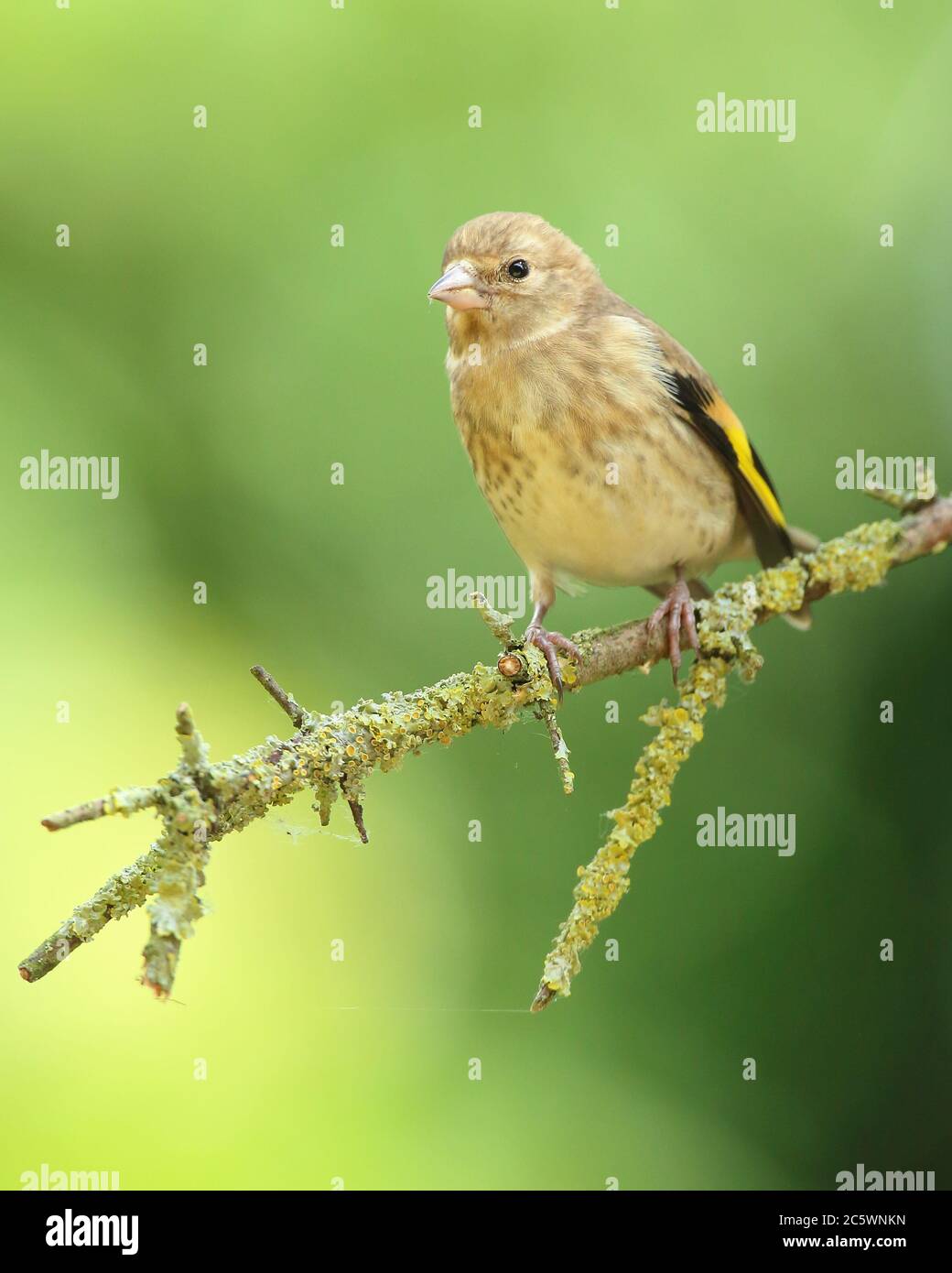 Juvenile European Goldfinch (Carduelis carduelis) perched on branch. Spring 2020, Derbyshire, UK Stock Photo