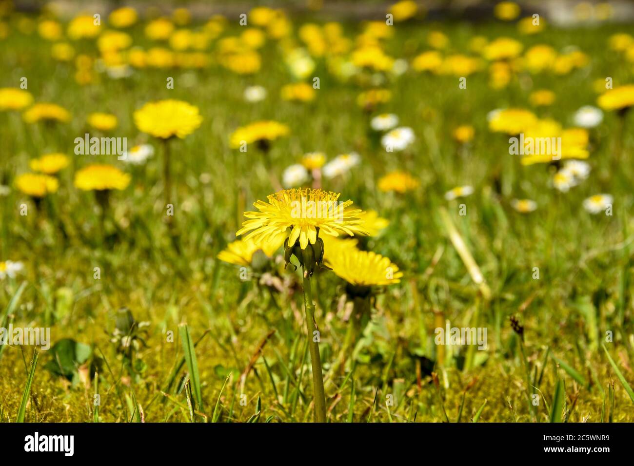 Close up view of a dandelion flower on a background of green grass with other dandelions blurred in background Stock Photo