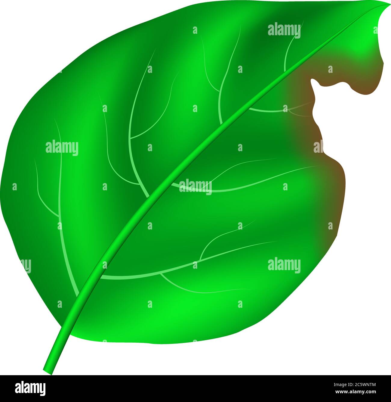 realistic vector green leaf with detailed texture and bitten mark Stock Vector