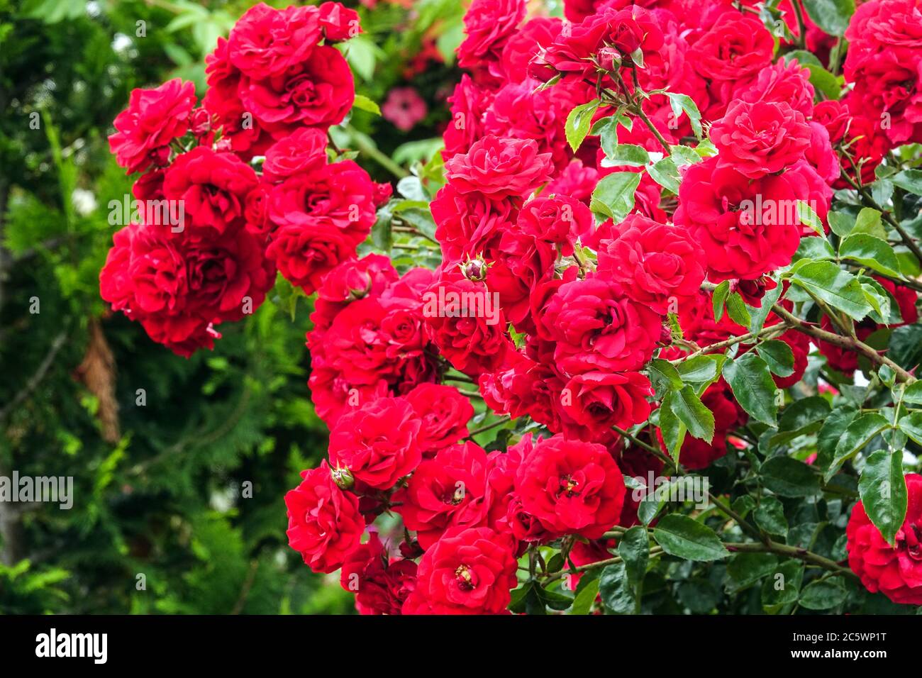 Red roses garden Stock Photo