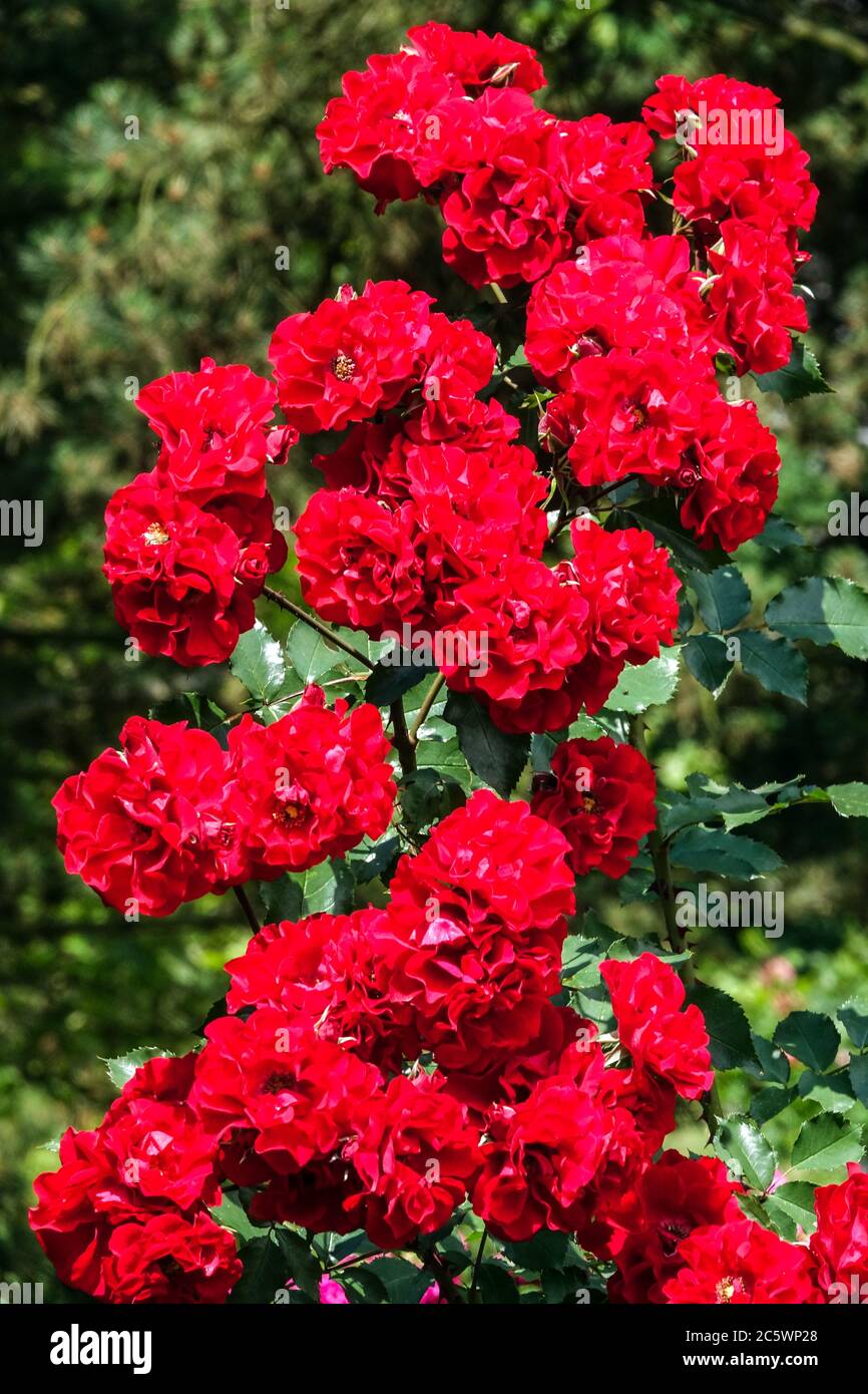 Red shrub roses garden Kordes Rosa 'Roter Korsar' Stock Photo