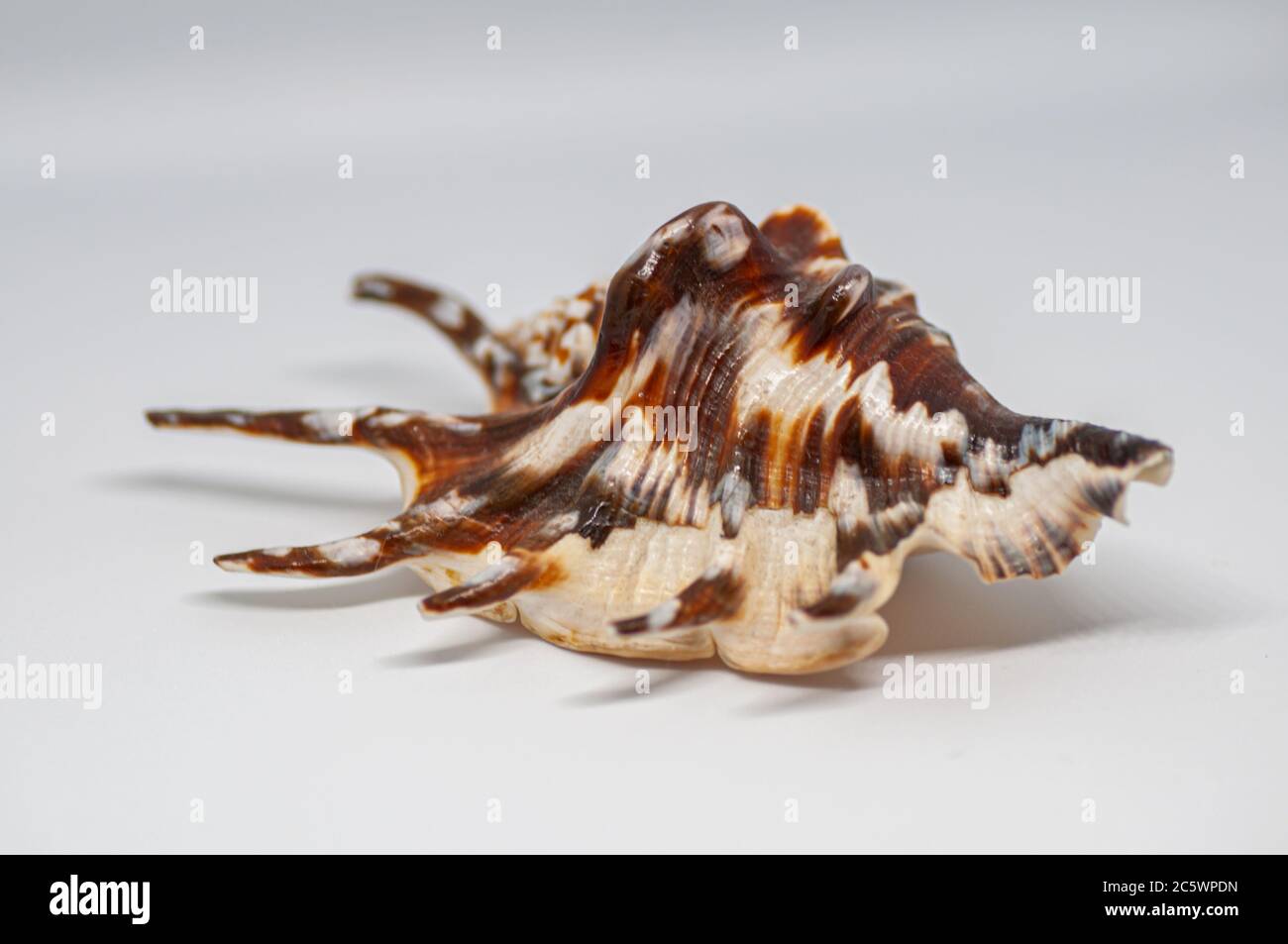 Shell of spider conch, also known as the Lambis lambis, on the white background. This species is widespread in the Indo-West Pacific. Sea life, vacati Stock Photo