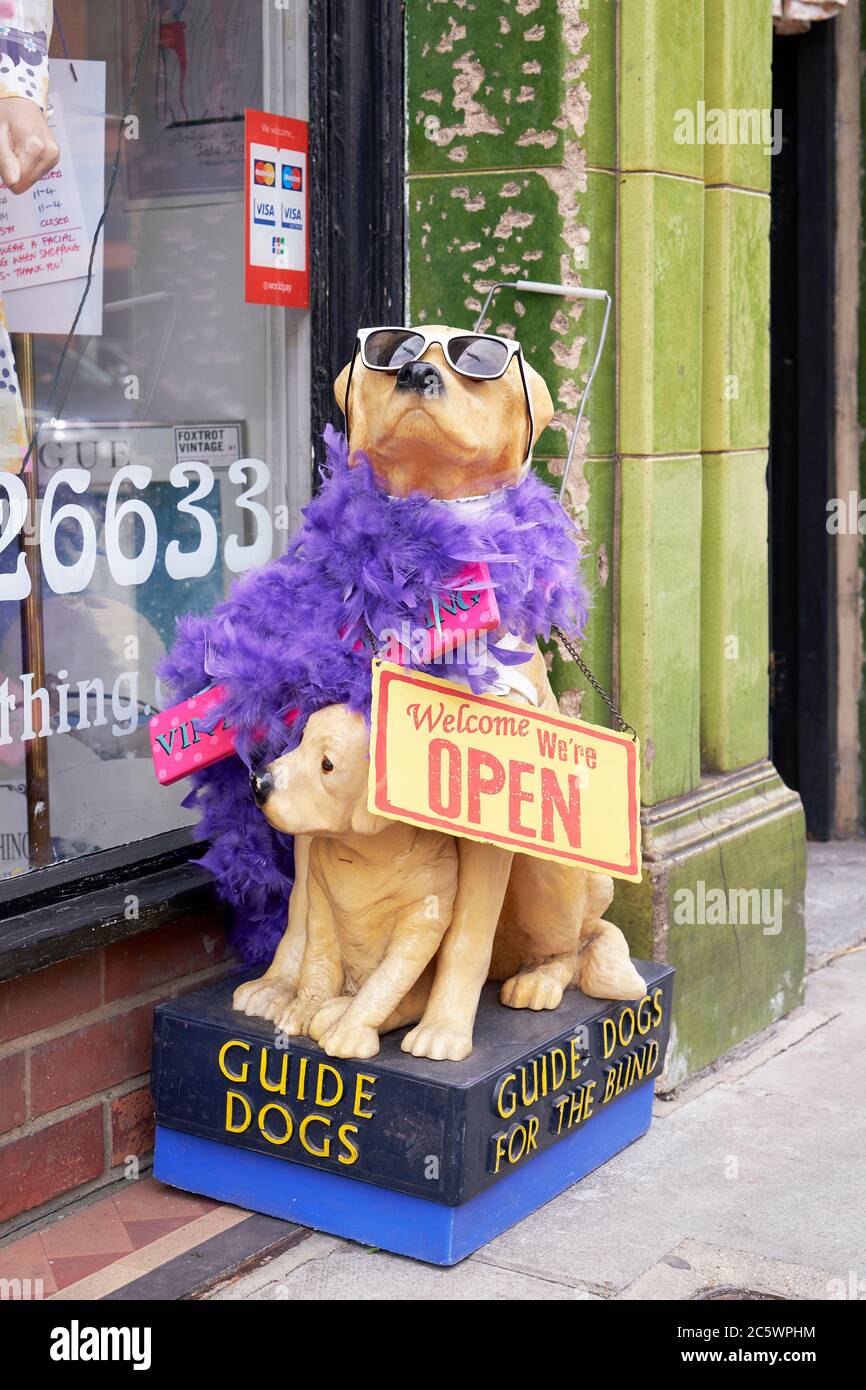 Guide dogs for the blind charity collection box dressed in sunglasses and feather boa Stock Photo
