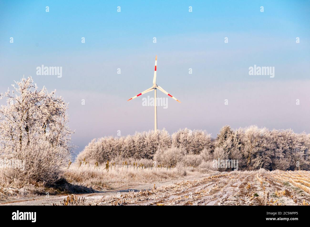 Maisfeld im Winter mit Windkraftanlage Stock Photo