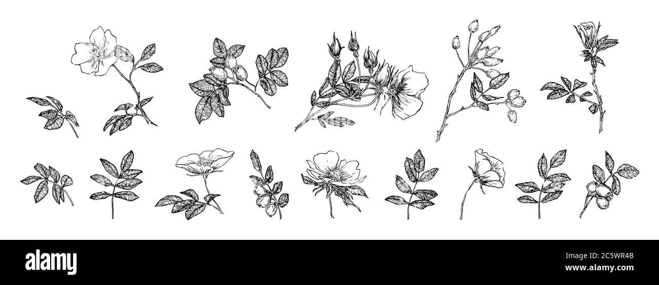 Flowers, leaves and rose hips collection. Engraved  flowers sketch vintage set. Botanical illustration, black outline isolated on a white background. Stock Photo