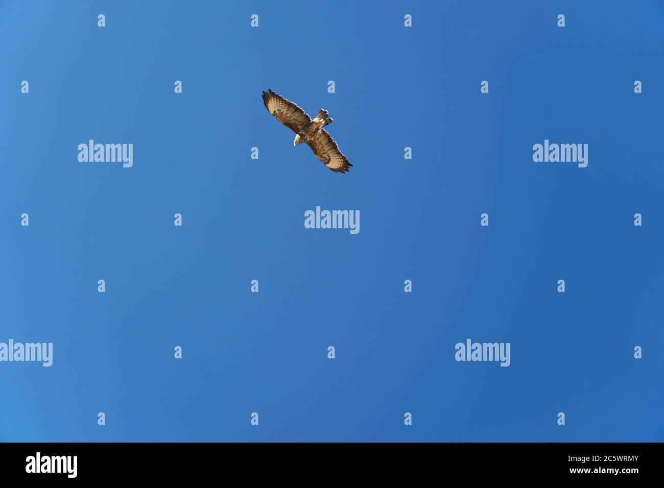 Common Buzzard flying in the air Stock Photo Alamy