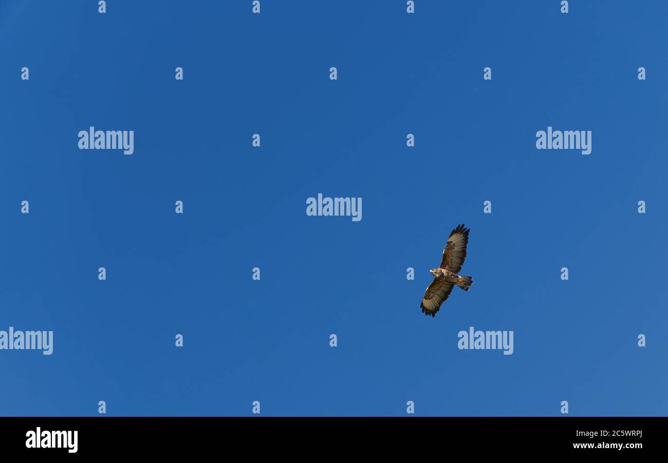 Common Buzzard flying in the air Stock Photo Alamy