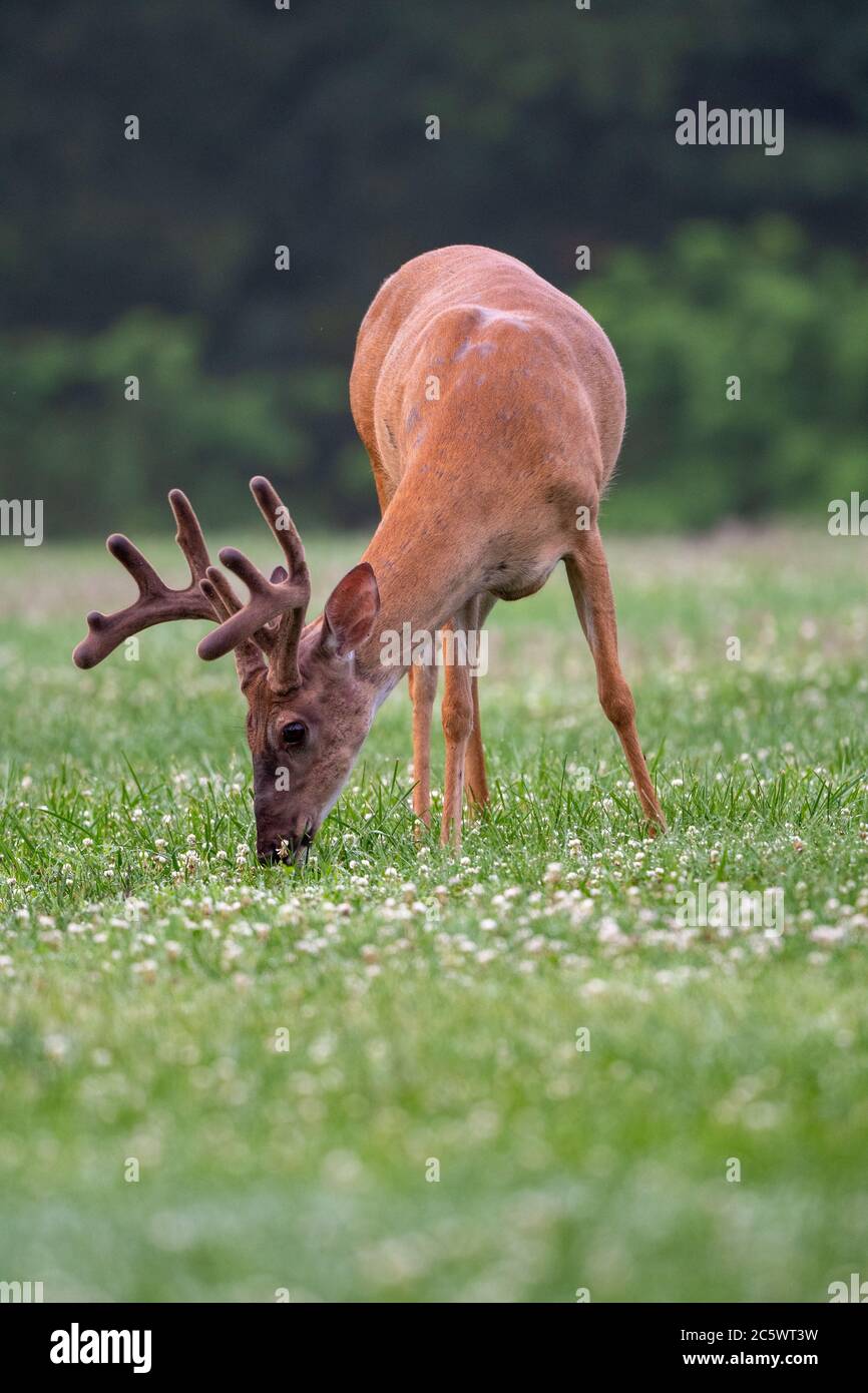 A large white-tailed deer buck in an open meadow in summer in a park near St. Louis, Missouri. Stock Photo