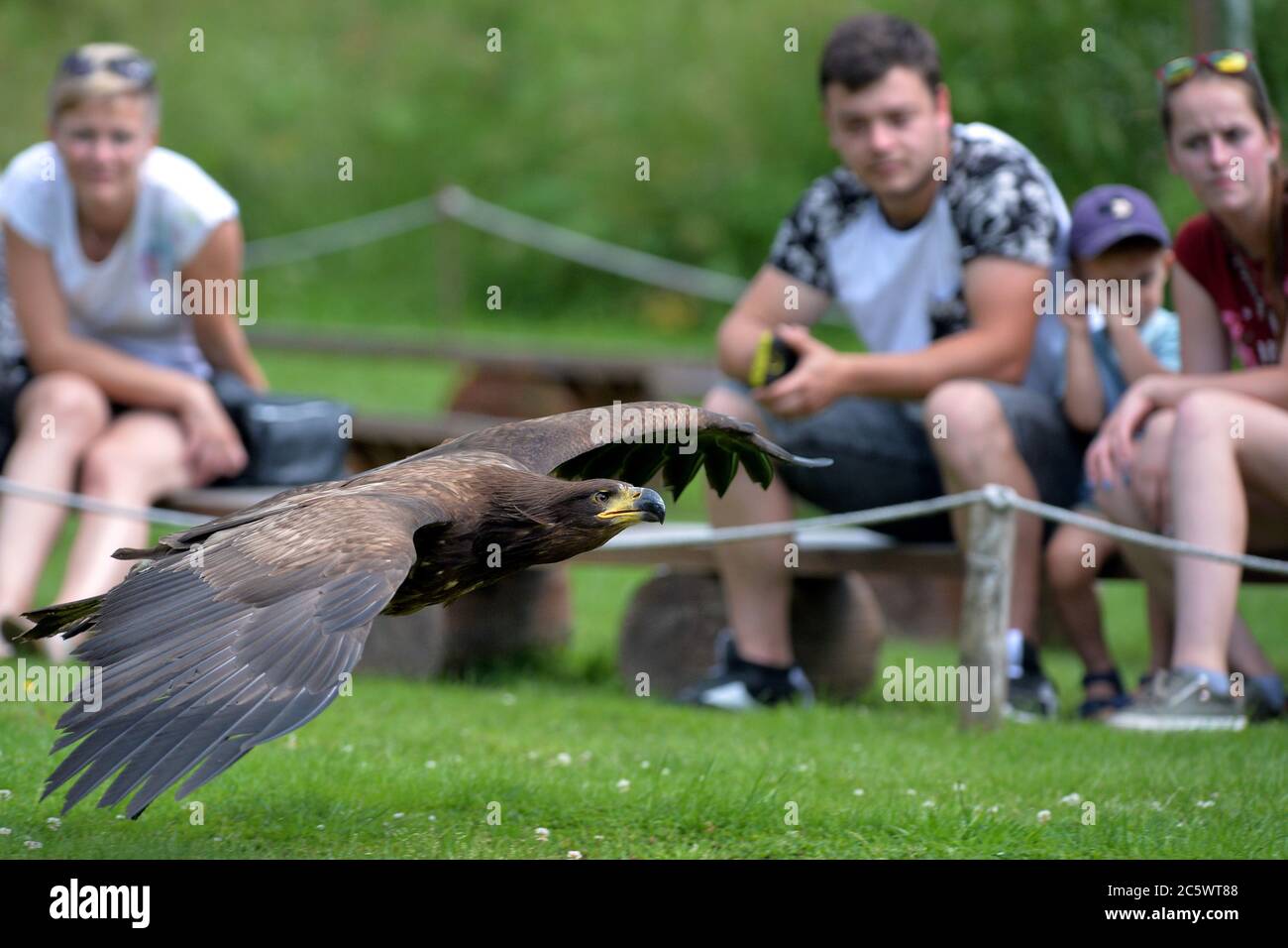 Jihlava, Czech Republic. 5th July, 2020. Falconer Eduard Skaloud presents birds of prey to zoo visitors. Located at the Jihlava Zoo, you can come face to face with the magnificent bald eagle and beautiful owls. During the day you can experience one of the most exciting ''Birds of Prey'' displays in the Czech Repubic. Credit: Slavek Ruta/ZUMA Wire/Alamy Live News Stock Photo