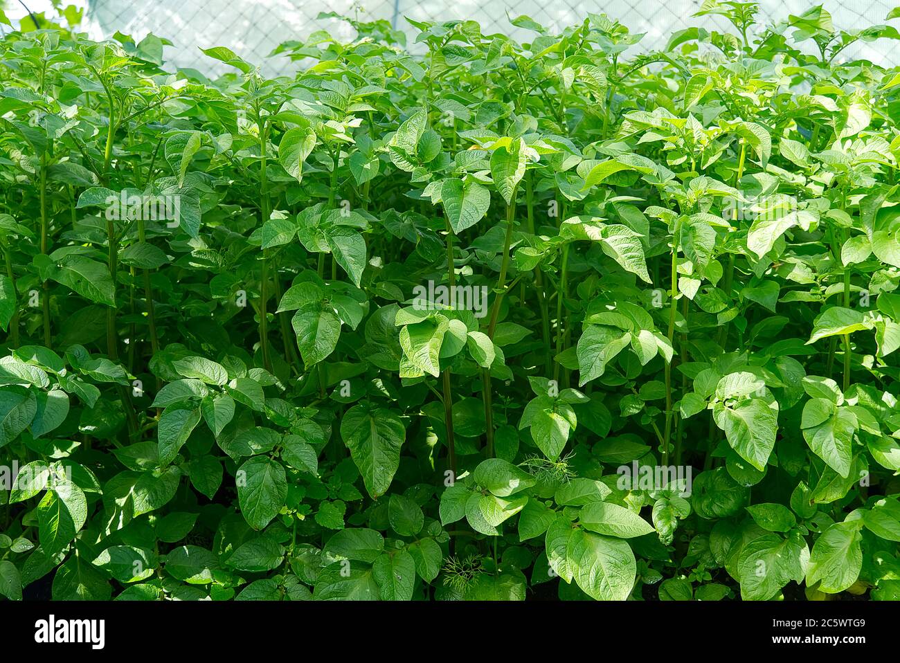 Potato bush blooming with white flowers in potato plants. growing