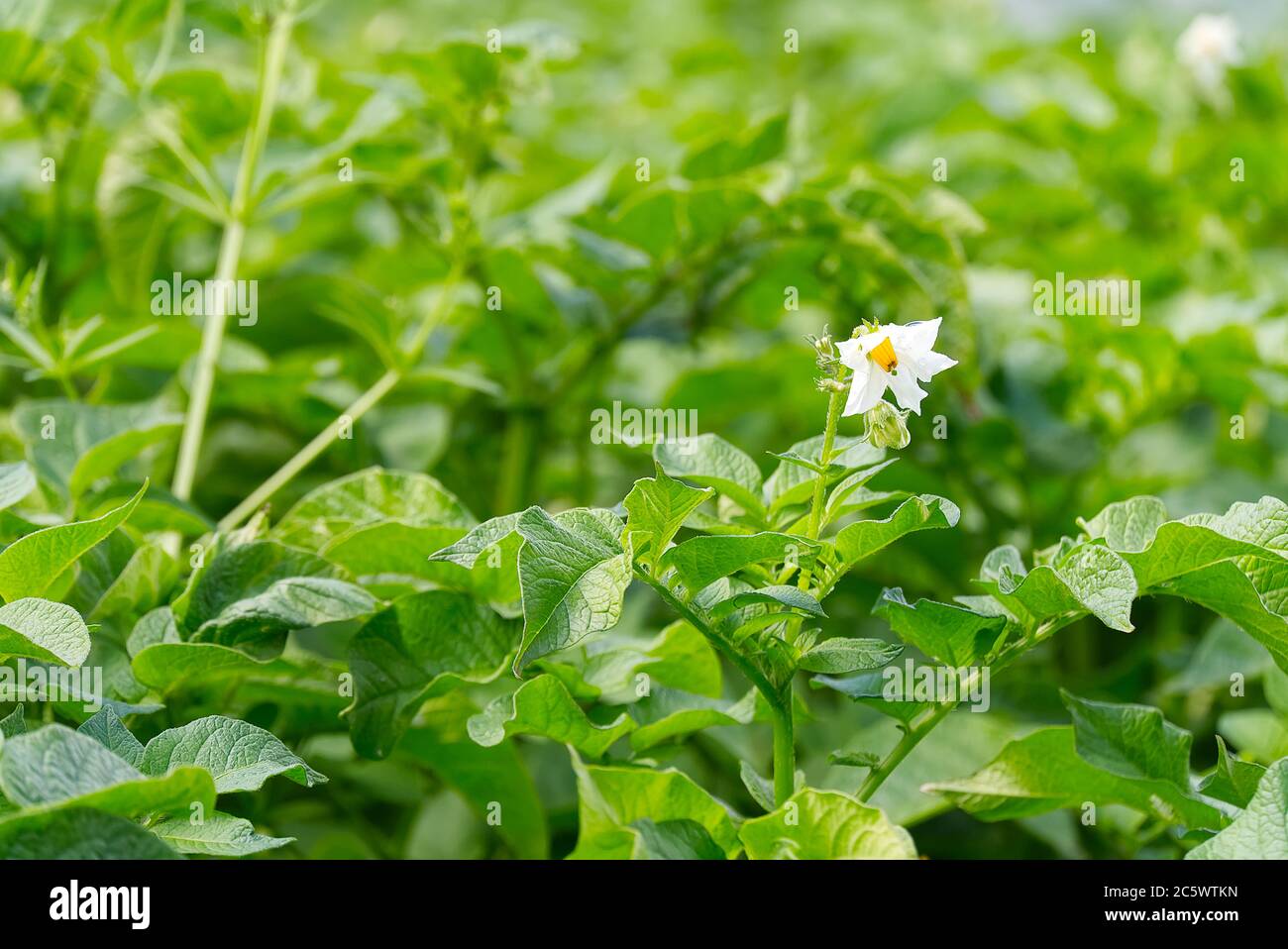 Potato bush blooming with white flowers in potato plants. growing