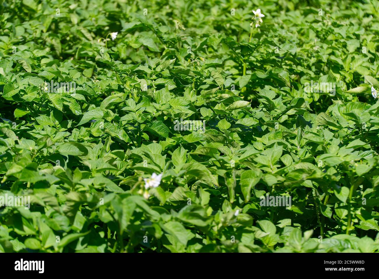 Potato bush blooming with white flowers in potato plants. growing