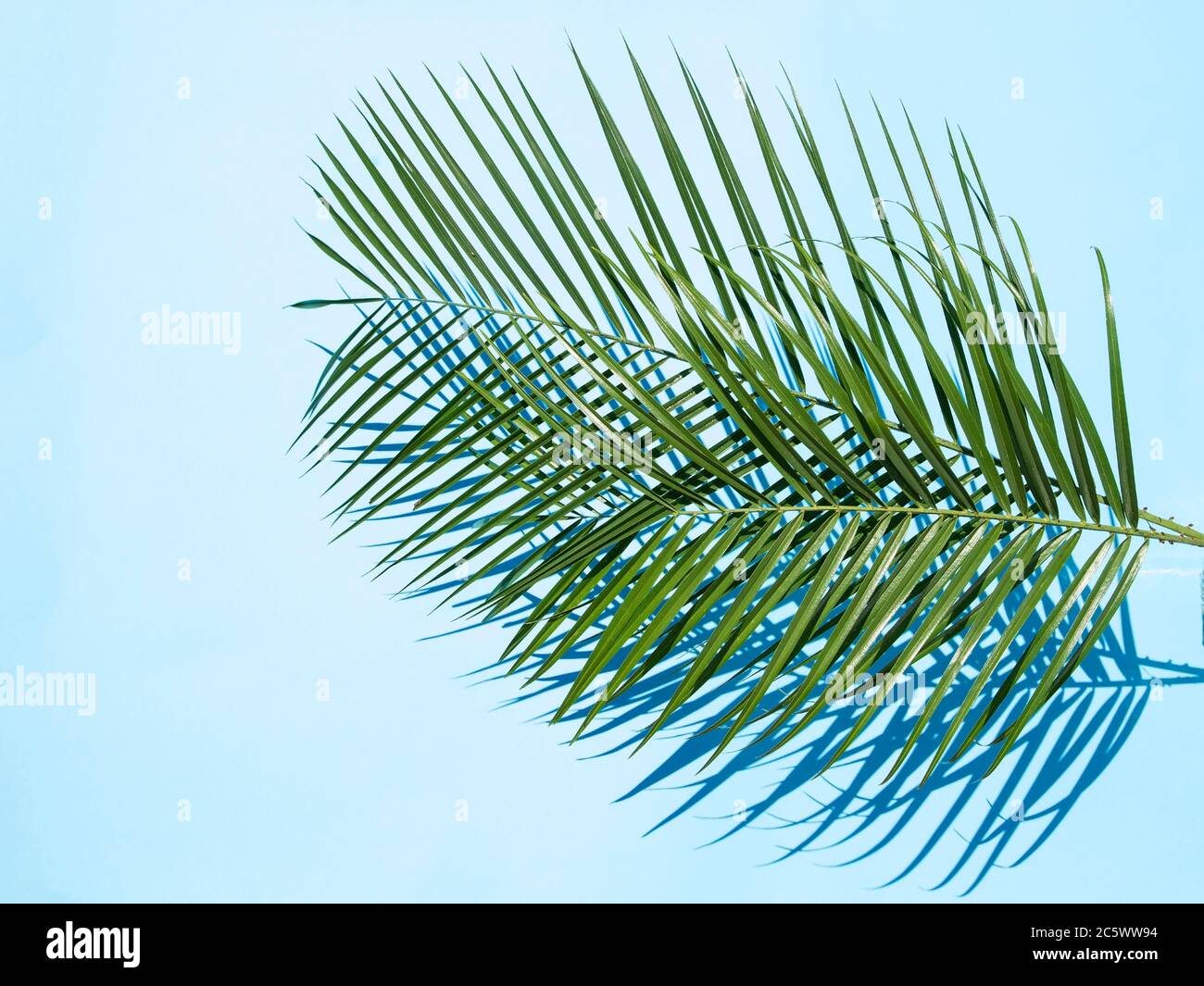 Palm leaves on blue background in sunlight Stock Photo