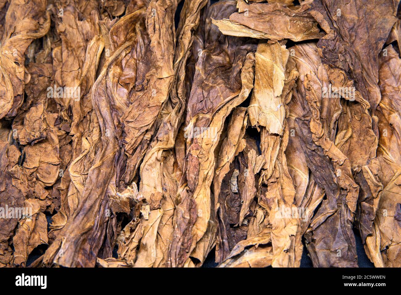 Tobacco leaf texture photo, yellow brown cigarette material. Golden sun