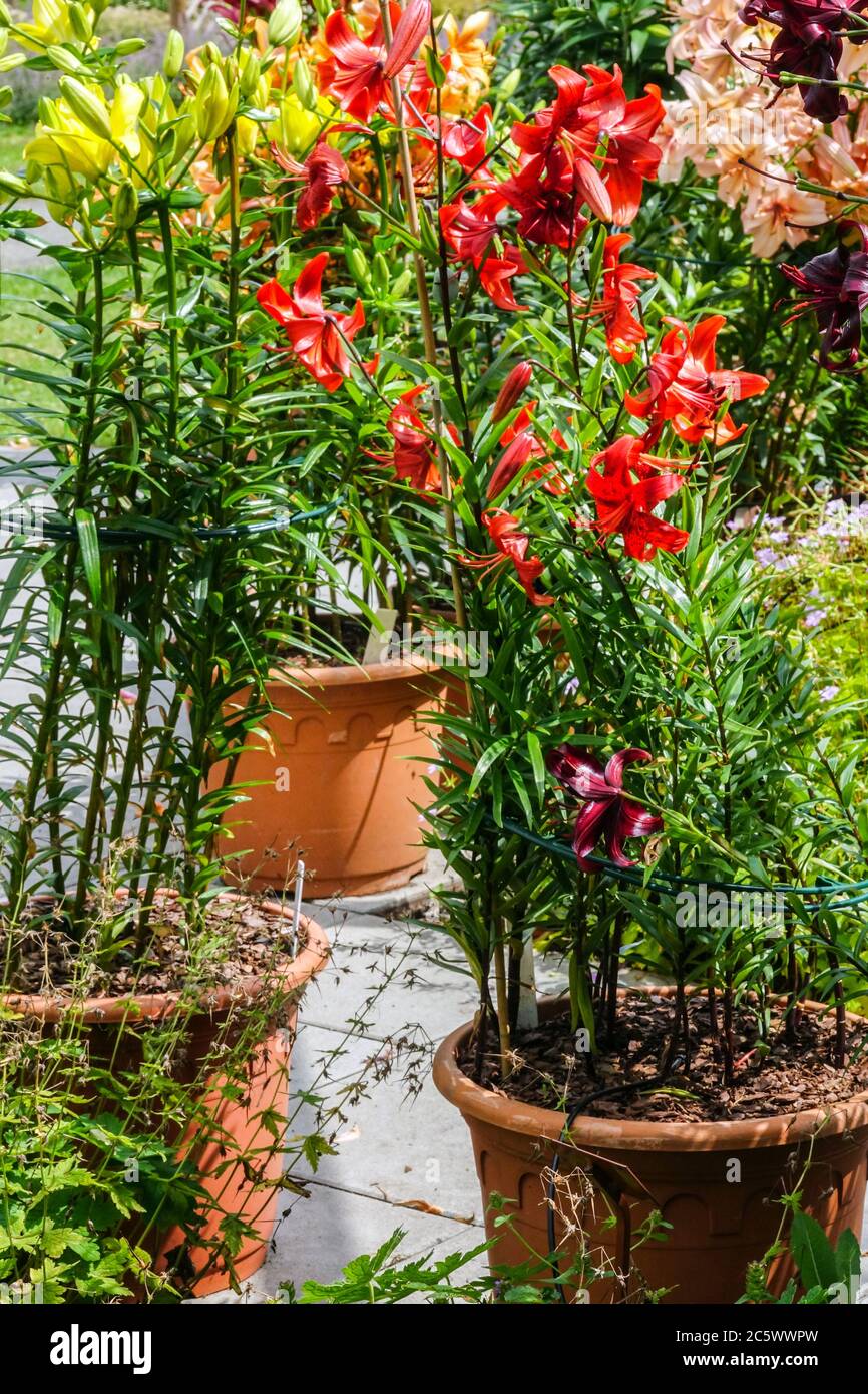 Asiatic lilies in pots, lilies in a container Stock Photo
