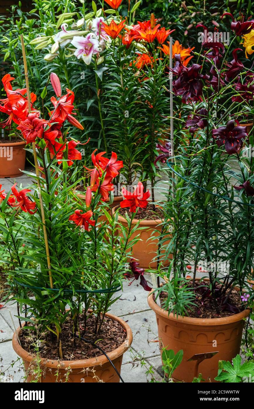 Lilium asiatic container hires stock photography and images Alamy